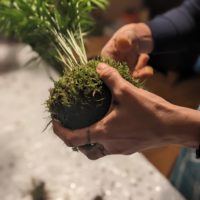 Atelier pratique : Kokedama