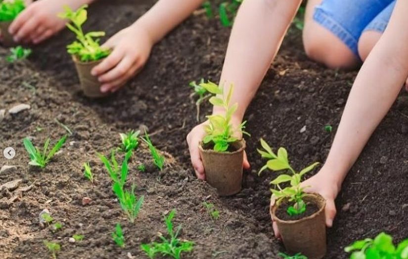 plantation de fertilpot dans la terre 