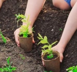 plantation de fertilpot dans la terre