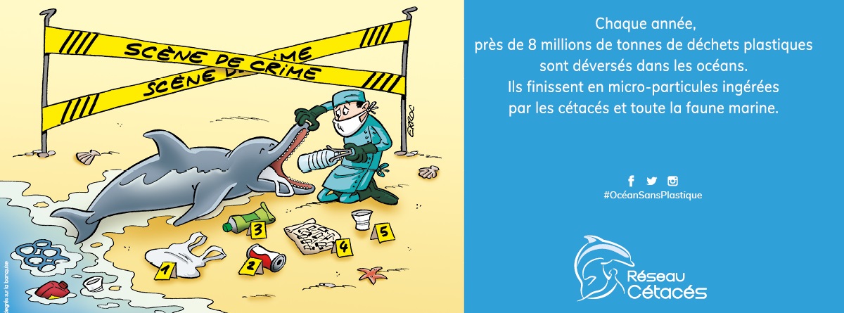 Bande dessinée réseau cétacés 